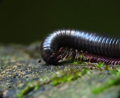 Pachyiulus oenologus