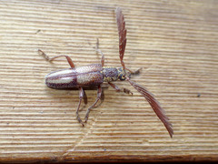 Piesarthrius marginellus