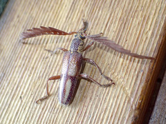Piesarthrius marginellus