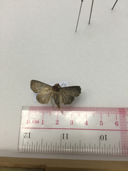 Condica illecta