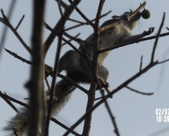 Sciurus colliaei