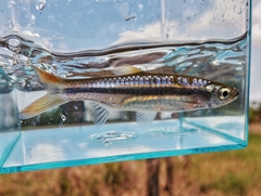 Southeast Asian Yellowtail Rasbora photo 1