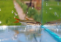Southeast Asian Yellowtail Rasbora photo 2