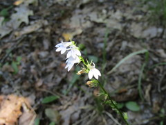 Lobelia spicata