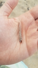 Terebridae