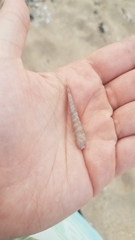Terebridae