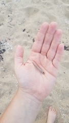 Terebridae