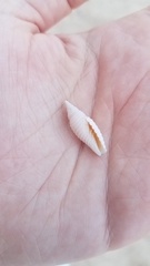 Mitridae