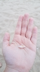 Mitridae