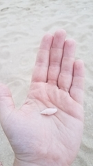 Mitridae