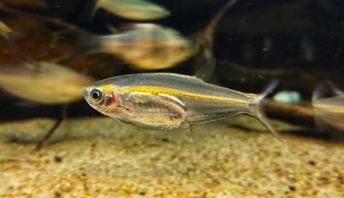 Glass minnow carp (Parachela hypophthalmus) — Cyprinidae — 3