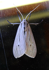 Agaraea semivitrea