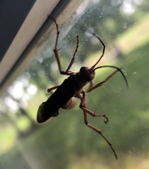 Tachypompilus ferrugineus