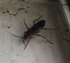 Tachypompilus ferrugineus