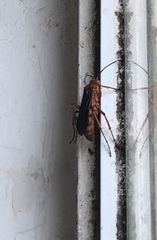 Tachypompilus ferrugineus