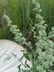 Chenopodium pratericola