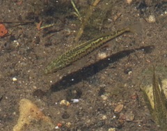 Micropterus salmoides