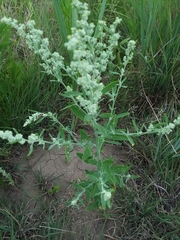Chenopodium pratericola
