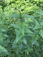 Scrophularia lanceolata