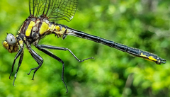 Phanogomphus descriptus