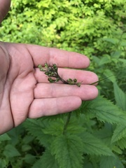 Scrophularia lanceolata