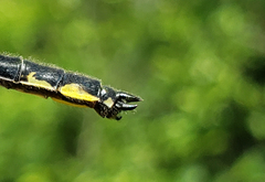 Phanogomphus descriptus