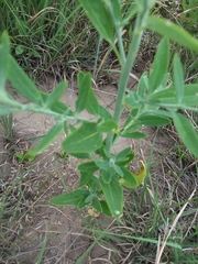 Chenopodium pratericola