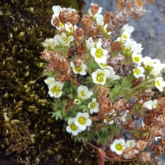 Saxifraga cespitosa