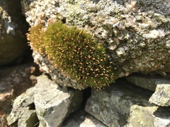 Ptychomitrium polyphyllum