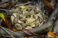 Central American Jumping Pit Viper photo 1