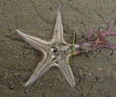 Astropecten verrilli