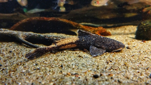 Wrinkled-skin catfish (Acrochordonichthys rugosus) — Akysidae — 4
