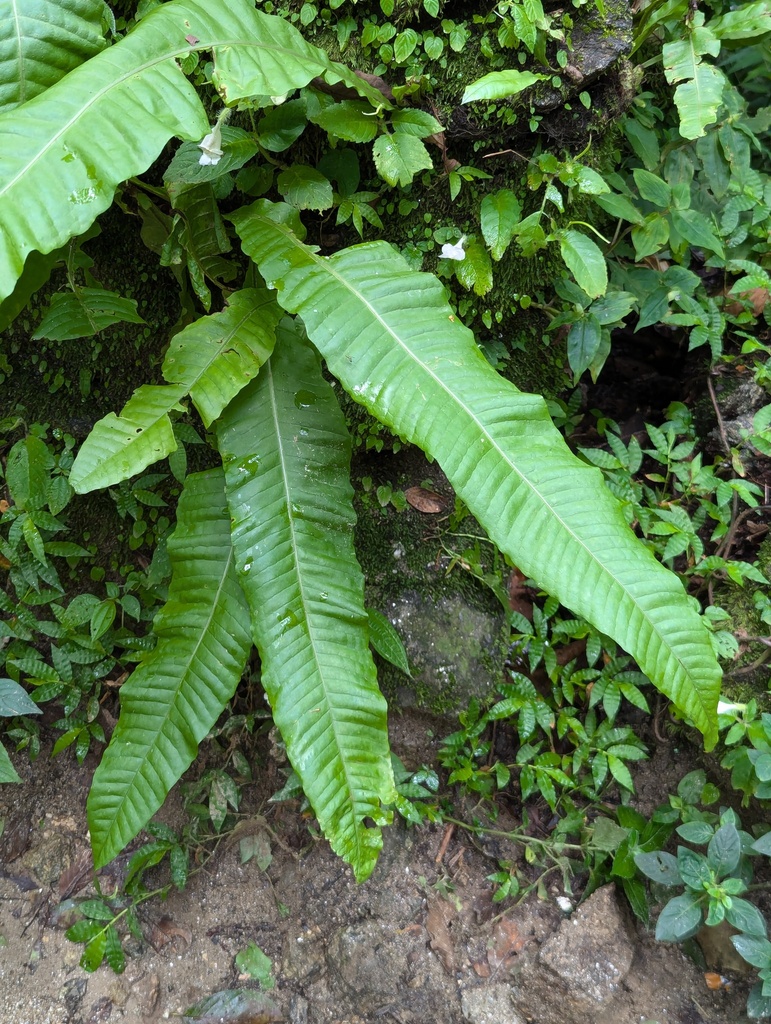 Bosmania membranacea; photograph Sagnik Dutta Roy, CC BY, iNaturalist via GBIF