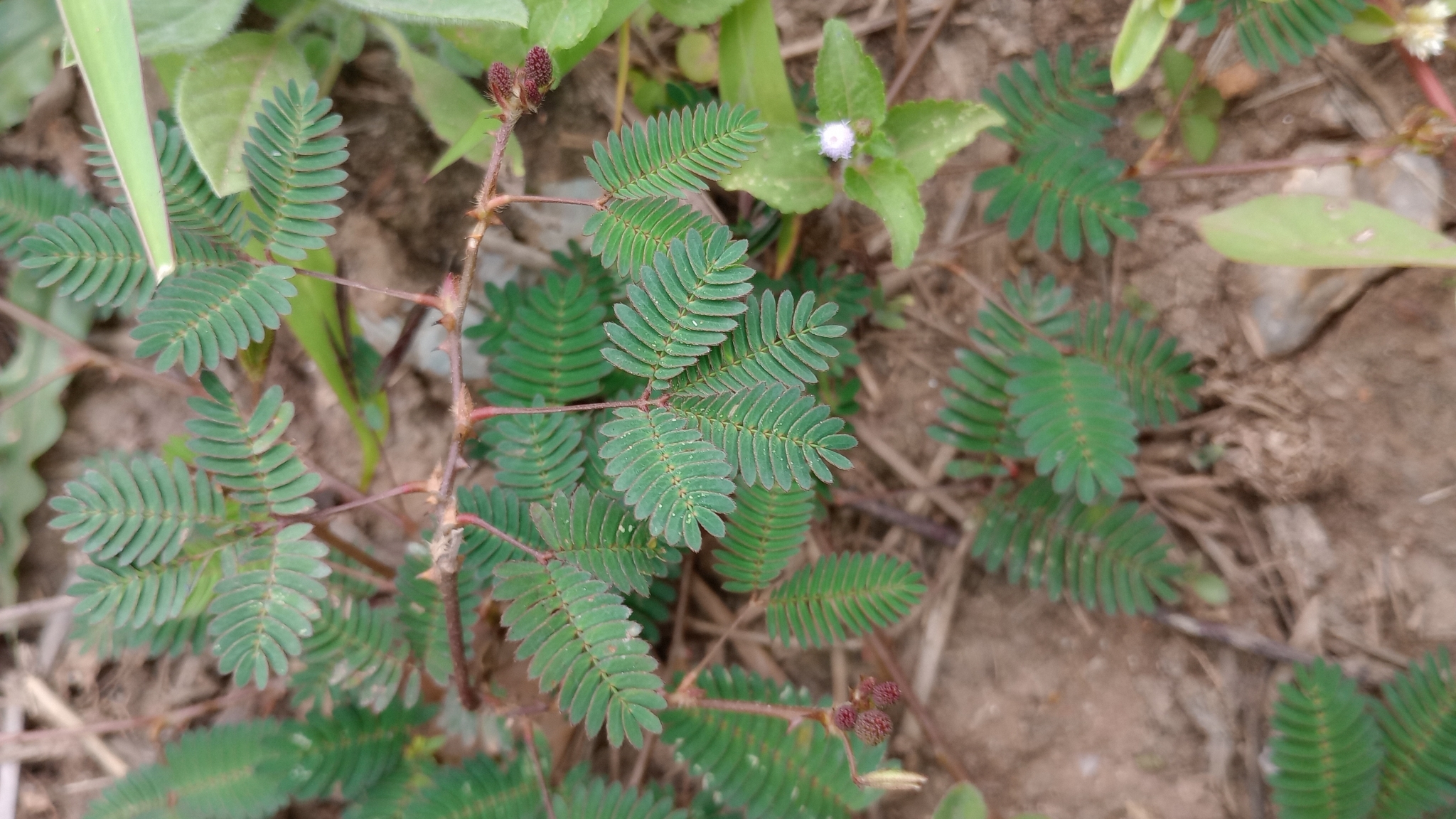 Mimosa pudica