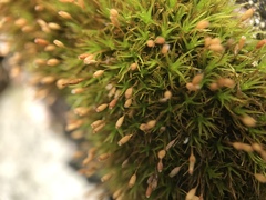 Ptychomitrium polyphyllum