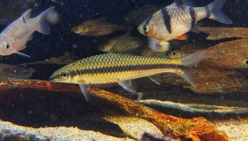 Siamese algae eater (Crossocheilus oblongus) — Cyprinidae