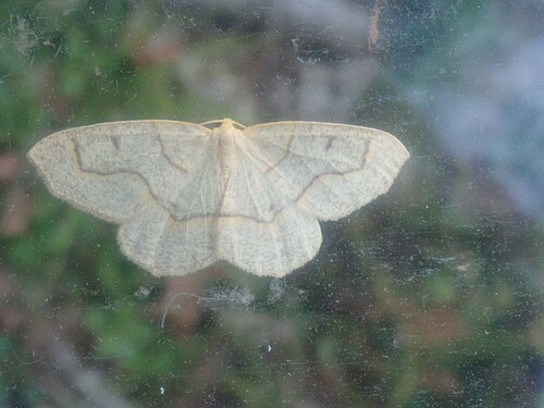 Hemlock Looper Moth photo 4