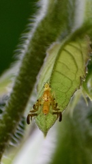 Strauzia longipennis