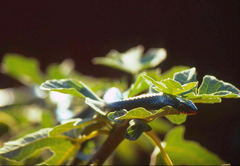 Dolichophis jugularis