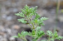 Teucrium botrys