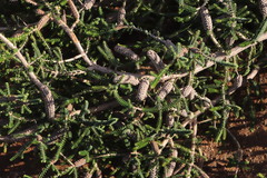 Melaleuca densa