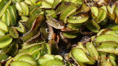 Salvinia auriculata