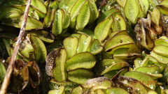 Salvinia auriculata