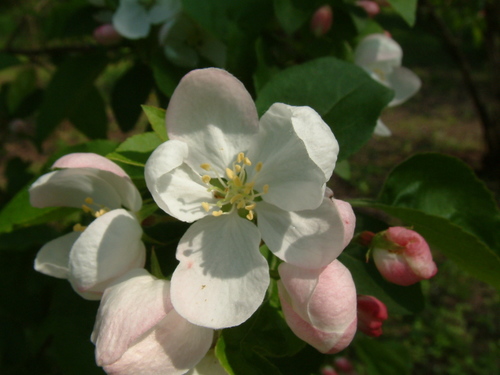 Small-fruited Crab Apple (Malus transitoria)