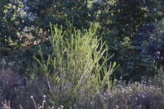 Melaleuca diosmifolia