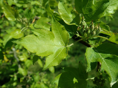 Red-checked Crab Apple (Malus toringoides)