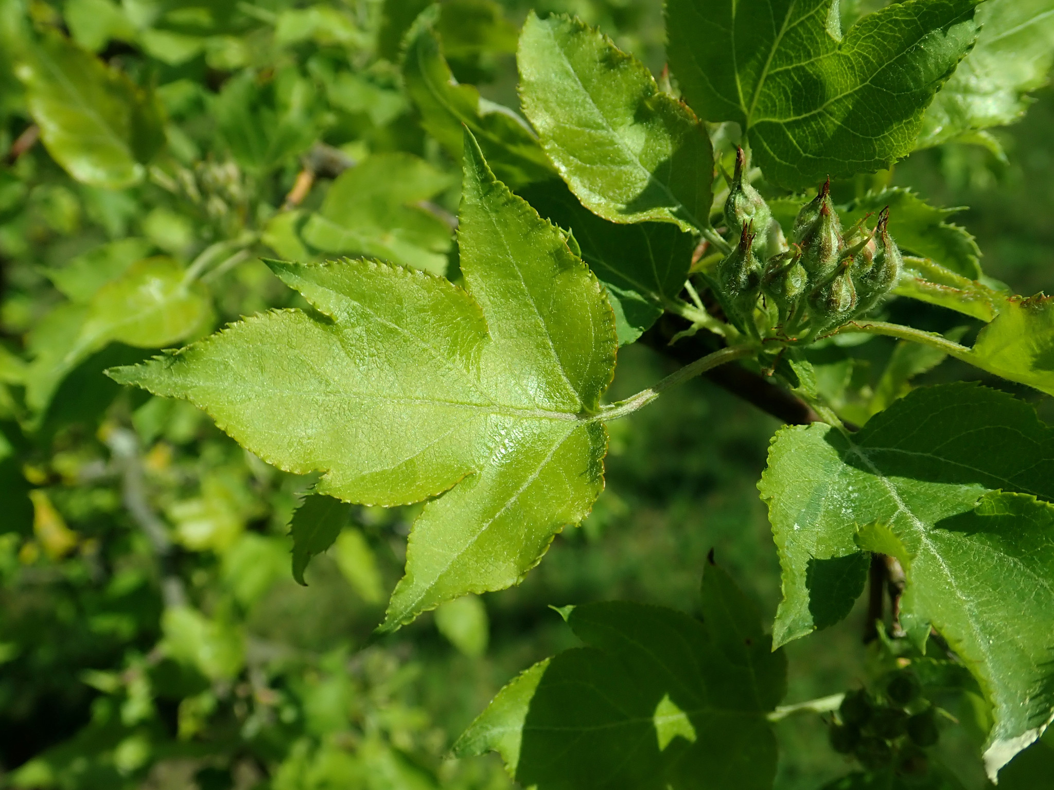 Malus toringoides
