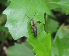 Megapenthes limbalis