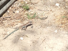 Aspidoscelis guttatus