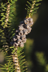 Melaleuca diosmifolia